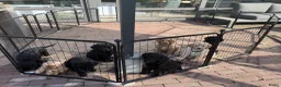 Kruising honden te koop: (Australian) Labradoodle pups - Advertentie 16