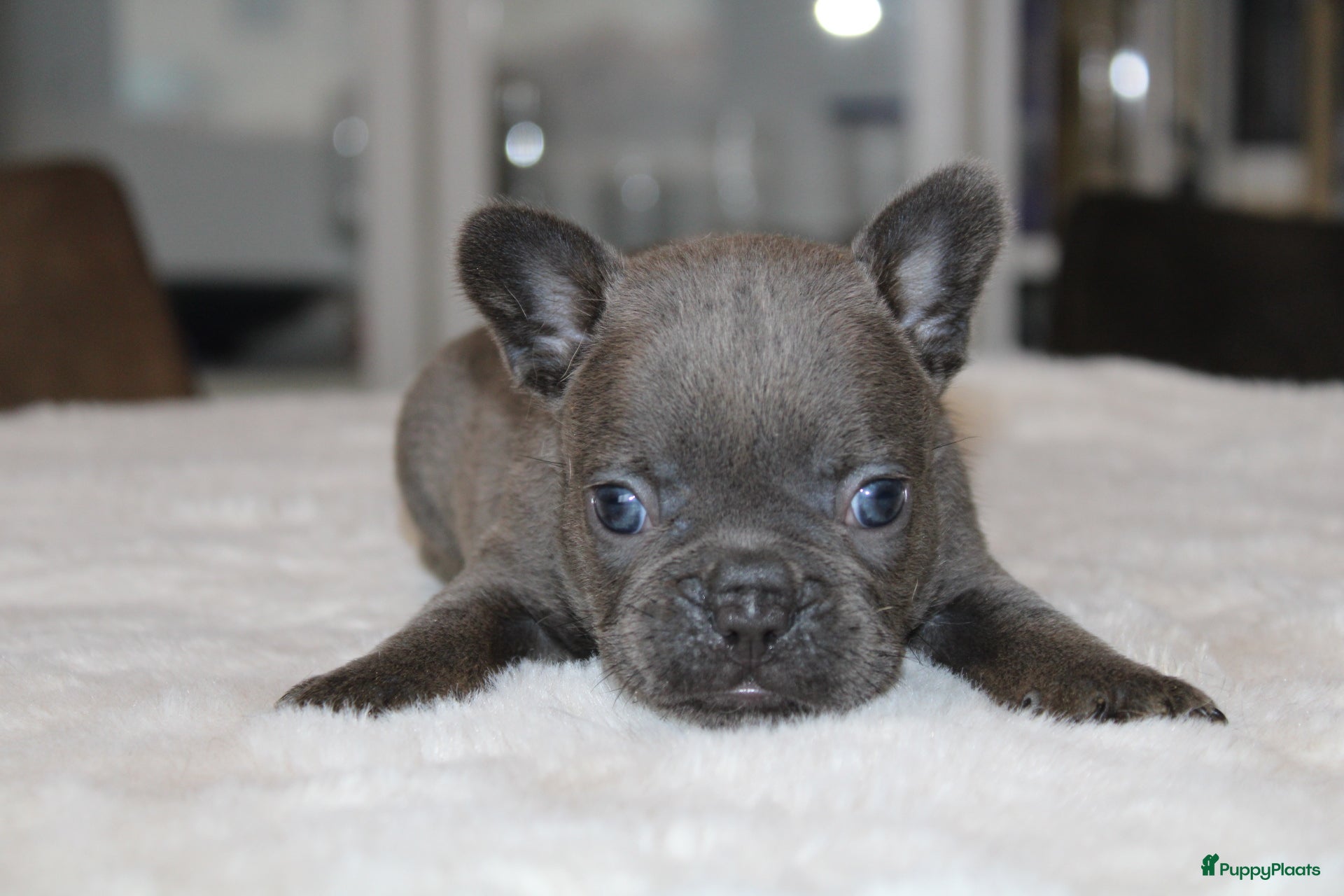 Franse Bulldog honden Franse Bulldog pups, lange open neus  - Advertentie 2