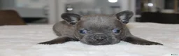 Franse Bulldog honden te koop: Franse Bulldog pups, lange open neus  - Advertentie 1