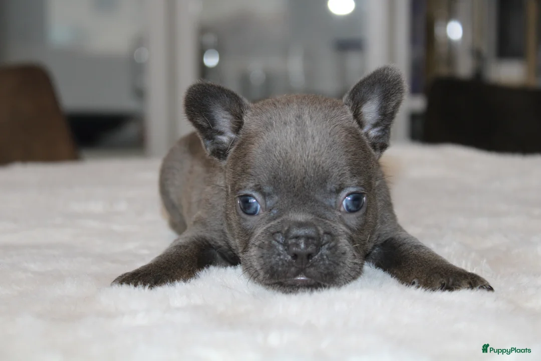 Franse Bulldog honden te koop: Franse Bulldog pups, lange open neus  - Advertentie 1