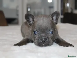 Franse Bulldog honden Franse Bulldog pups, lange open neus - Advertentie 2