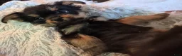 Kruising honden te koop: Prachtige Griffonshires - Advertentie 19