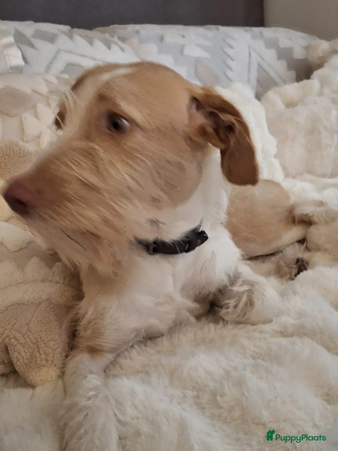 Kruising honden ter adoptie: Balie  zoekt een gouden mandje  - Advertentie 4