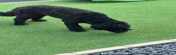 Labradoodle honden te koop: Nina is op date geweest met pepijn - Advertentie 4