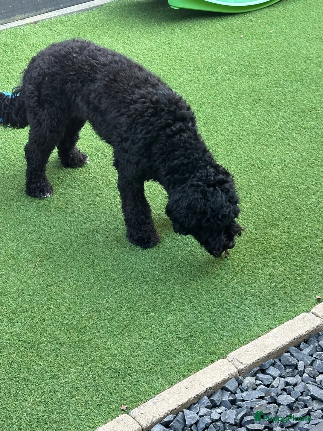 Labradoodle honden te koop: Nina is op date geweest met pepijn - Advertentie 4