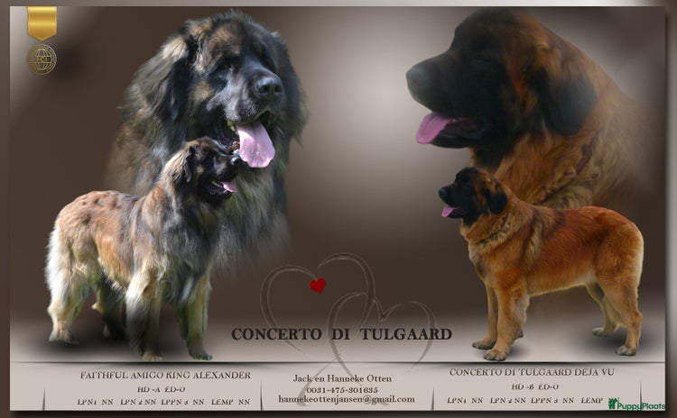 Leonberger honden Leonberger pups te koop - Advertentie 1