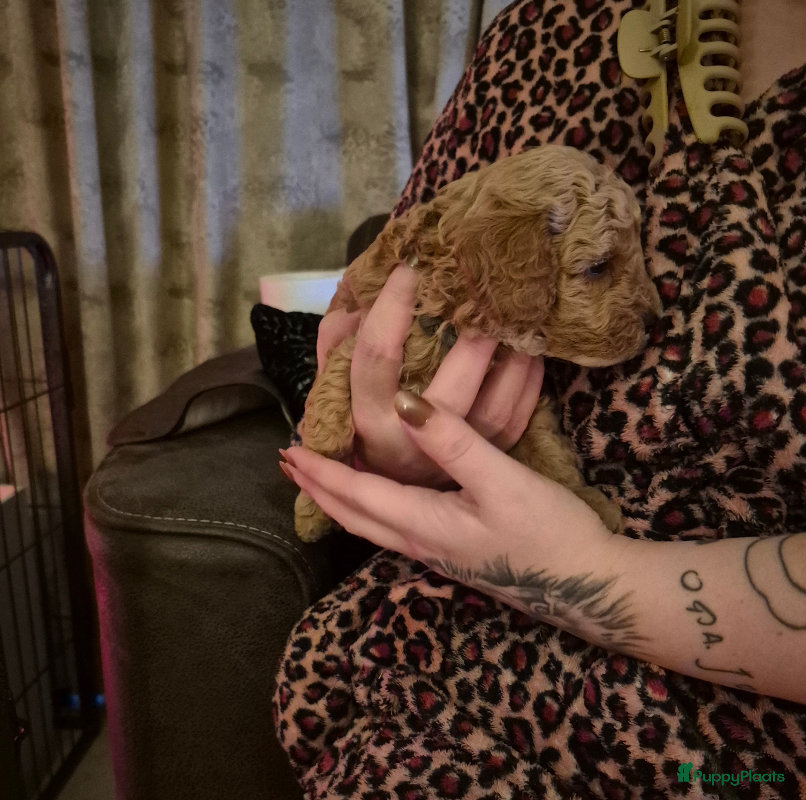 Maltipoo honden Lief mooi maltipoo reutje - Advertentie 2