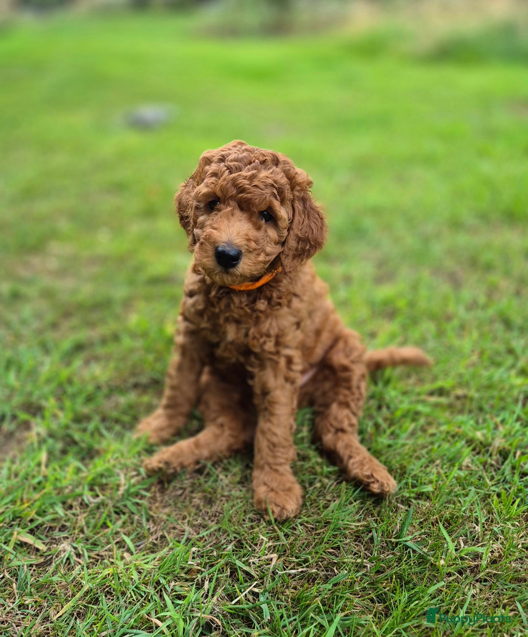 Poedel honden te koop: Middenslag poedels in Schuinesloot - Afbeelding 1