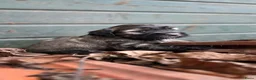 Tibetaanse Terriër honden te koop: Tibetaanse terriër pups met FCI stamboom - Advertentie 3