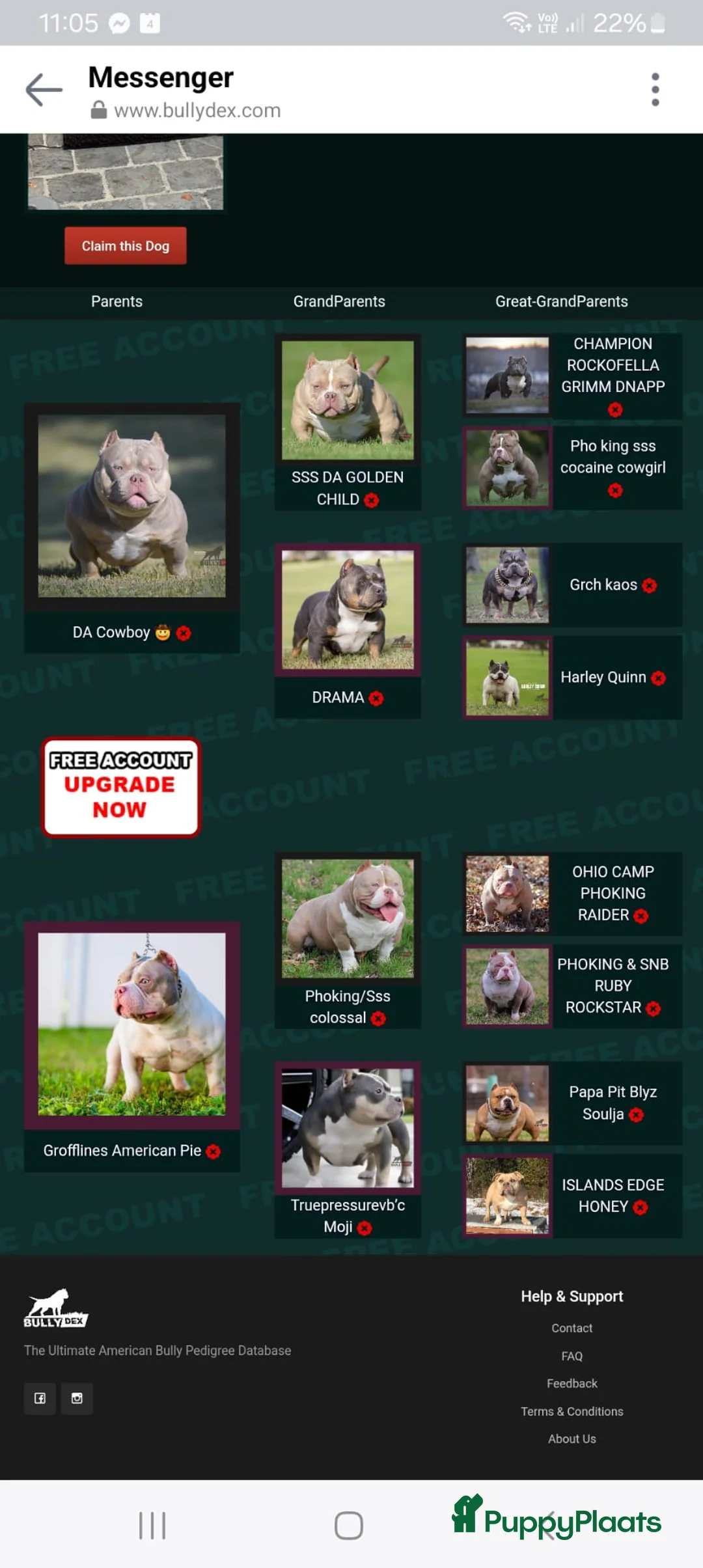 Amerikaanse Bully honden te koop: amerikaanse pocket bully's - Advertentie 39