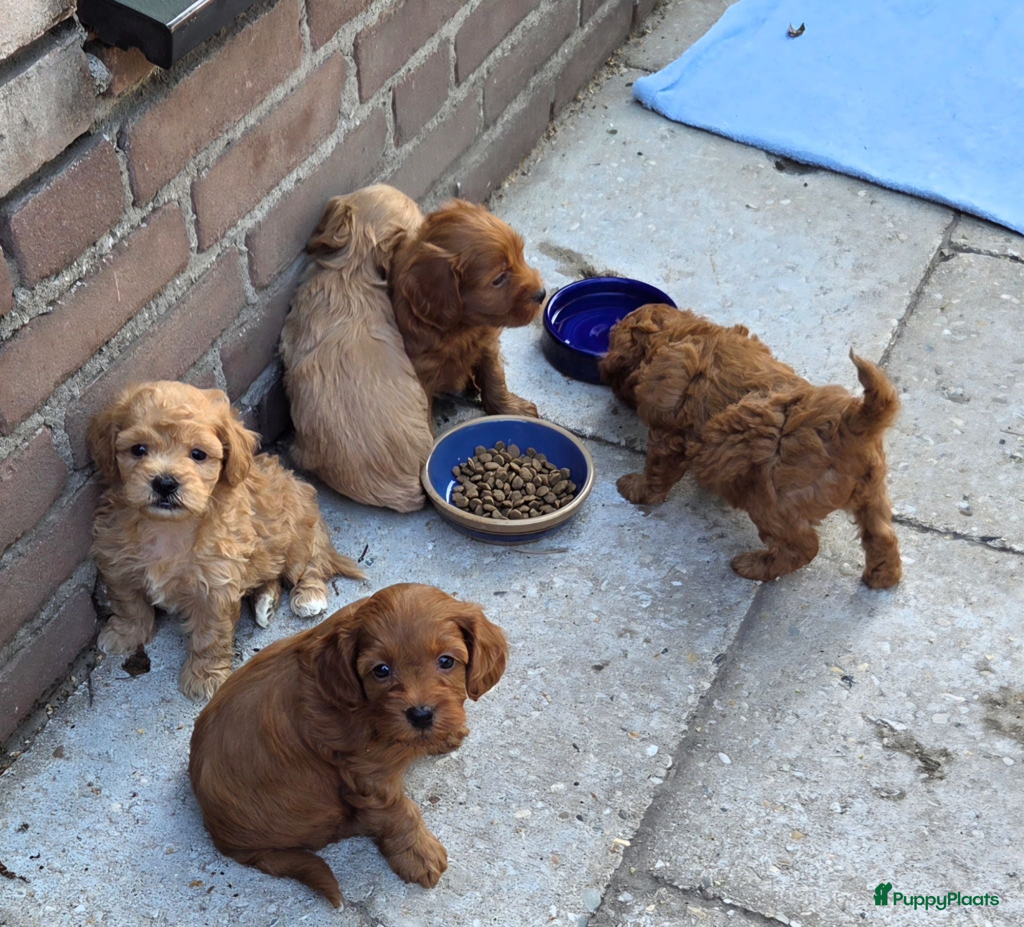 Maltipoo honden 6 maltipoo's geboren op onze dagbesteding! - Advertentie 7