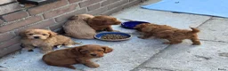 Maltipoo honden te koop: 6 maltipoo's geboren op onze dagbesteding! - Advertentie 1