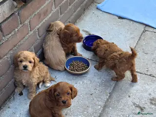 Maltipoo honden Maltipoo's F1 getest. Nog 3 beschikbaar! - Advertentie 1