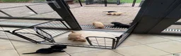Australian Labradoodle honden te koop: (Australian) Labradoodle pups - Advertentie 16