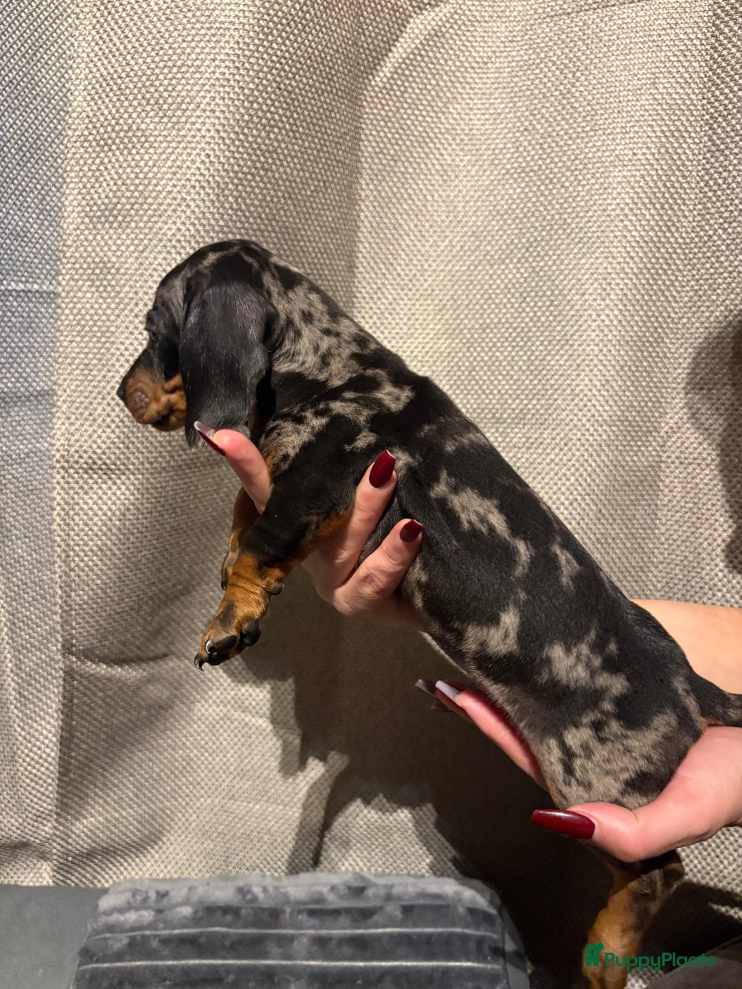 Teckel (korthaar)  honden te koop: Teckel pups opzoek naar gouden mandje. - Advertentie 7