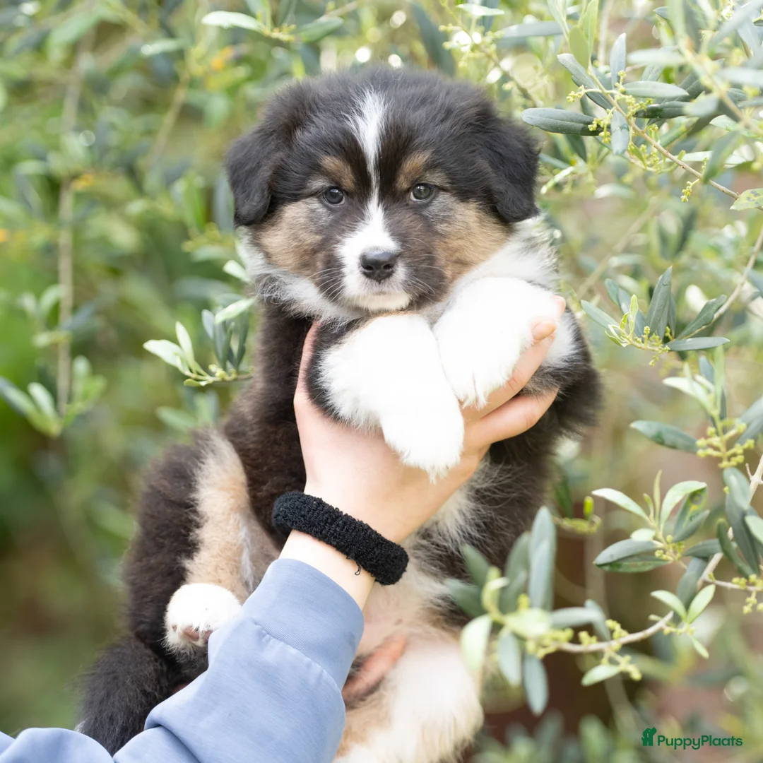 Australian Shepherd honden te koop: Australian shepherd pups - Advertentie 4