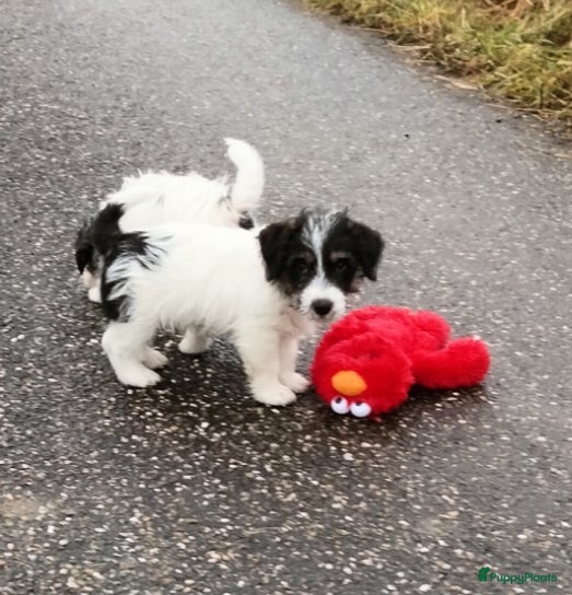 Jack Russel Terriër honden Jack Russell pup reutje met stamboom - Advertentie 1