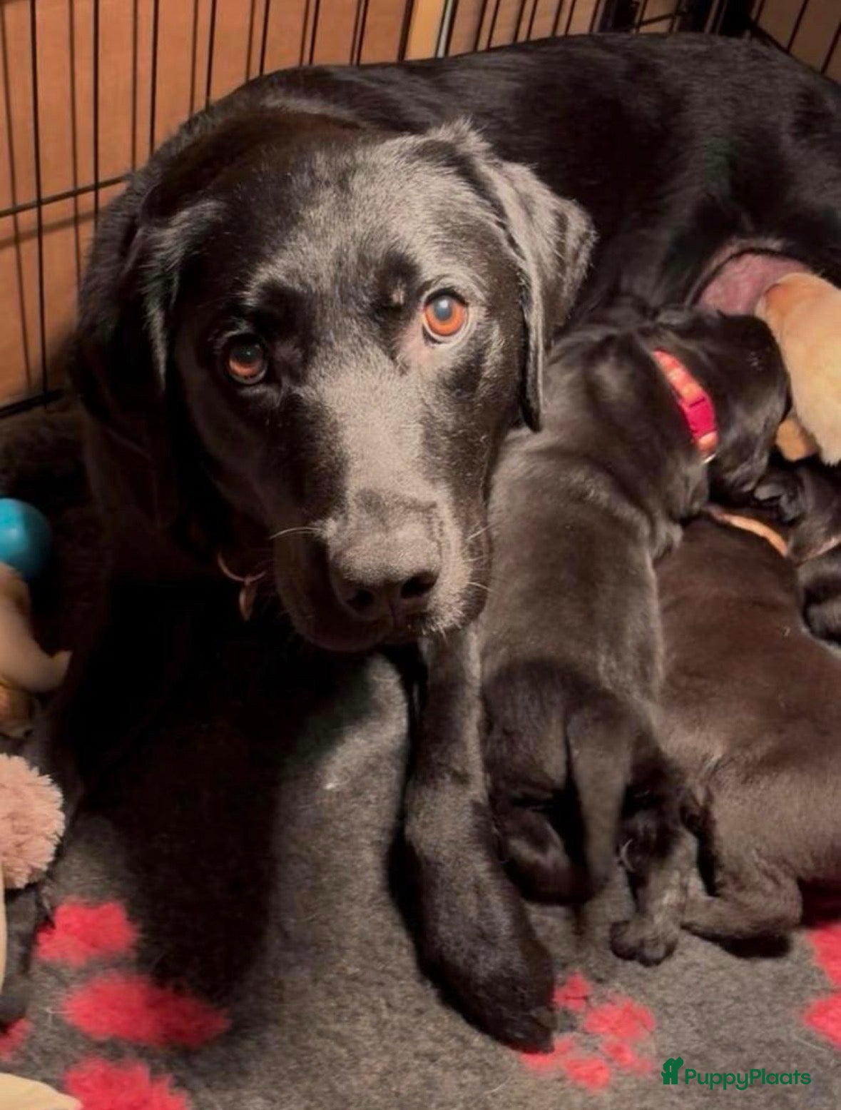 Labrador Retriever honden 🐶 9 Prachtige Labrador pups geboren op 15 feb - Advertentie 4