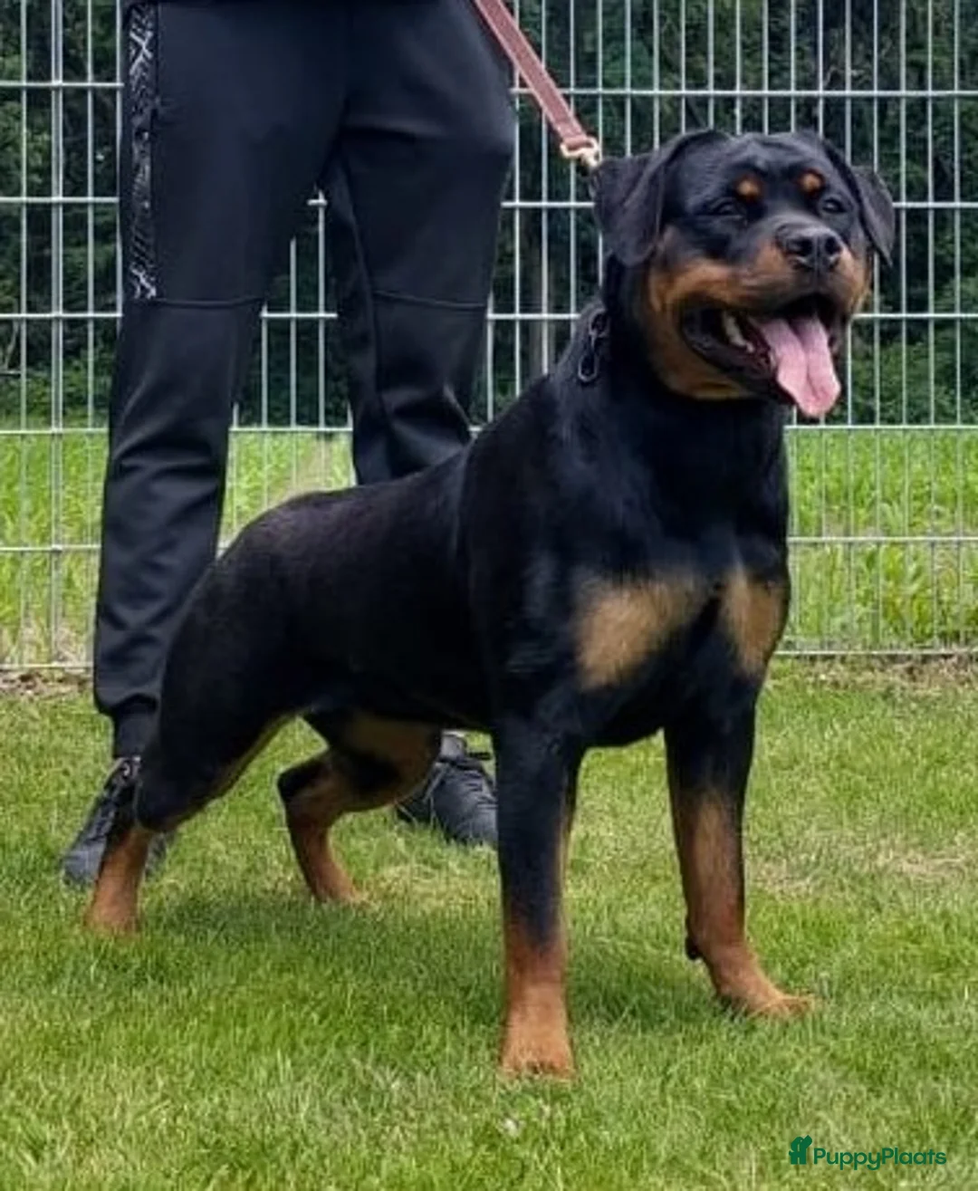 Rottweiler honden te koop: Rottweiler pups met stamboom  - Advertentie 6