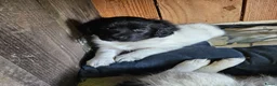 Friese Stabij honden te koop: Prachtige Friese Stabij pups (teefjes) in Readtsjerk - Advertentie 16