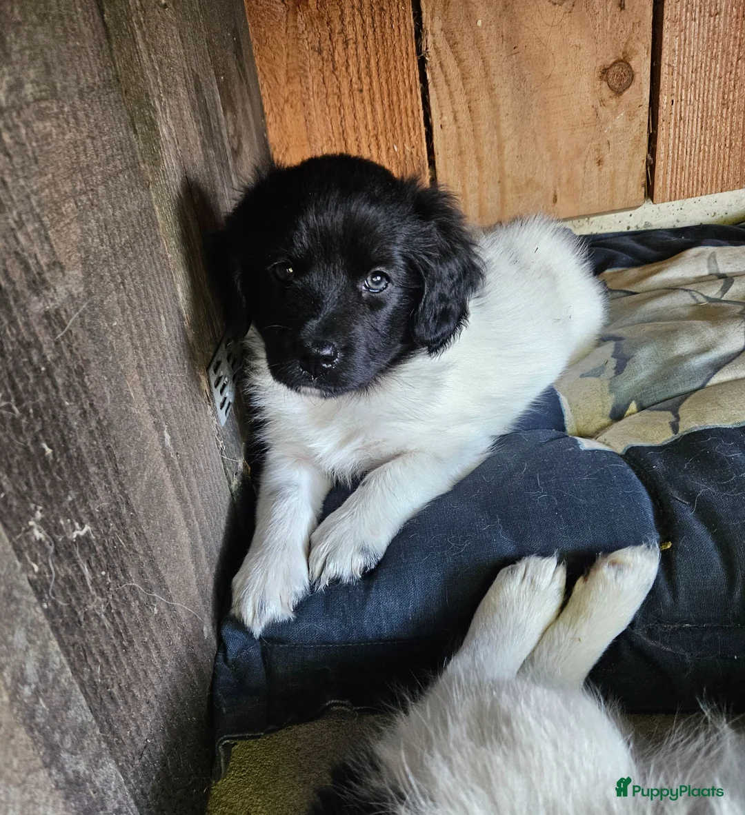 Friese Stabij honden te koop: Prachtige Friese Stabij pups (teefjes) in Readtsjerk - Advertentie 16