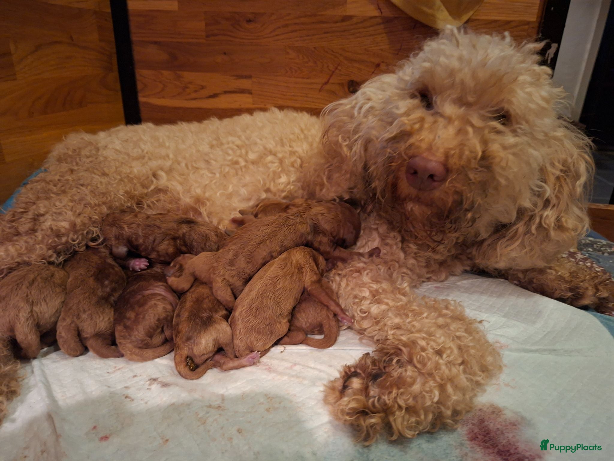 Australian Labradoodle honden Medium Australian Labradoodles  - Advertentie 1