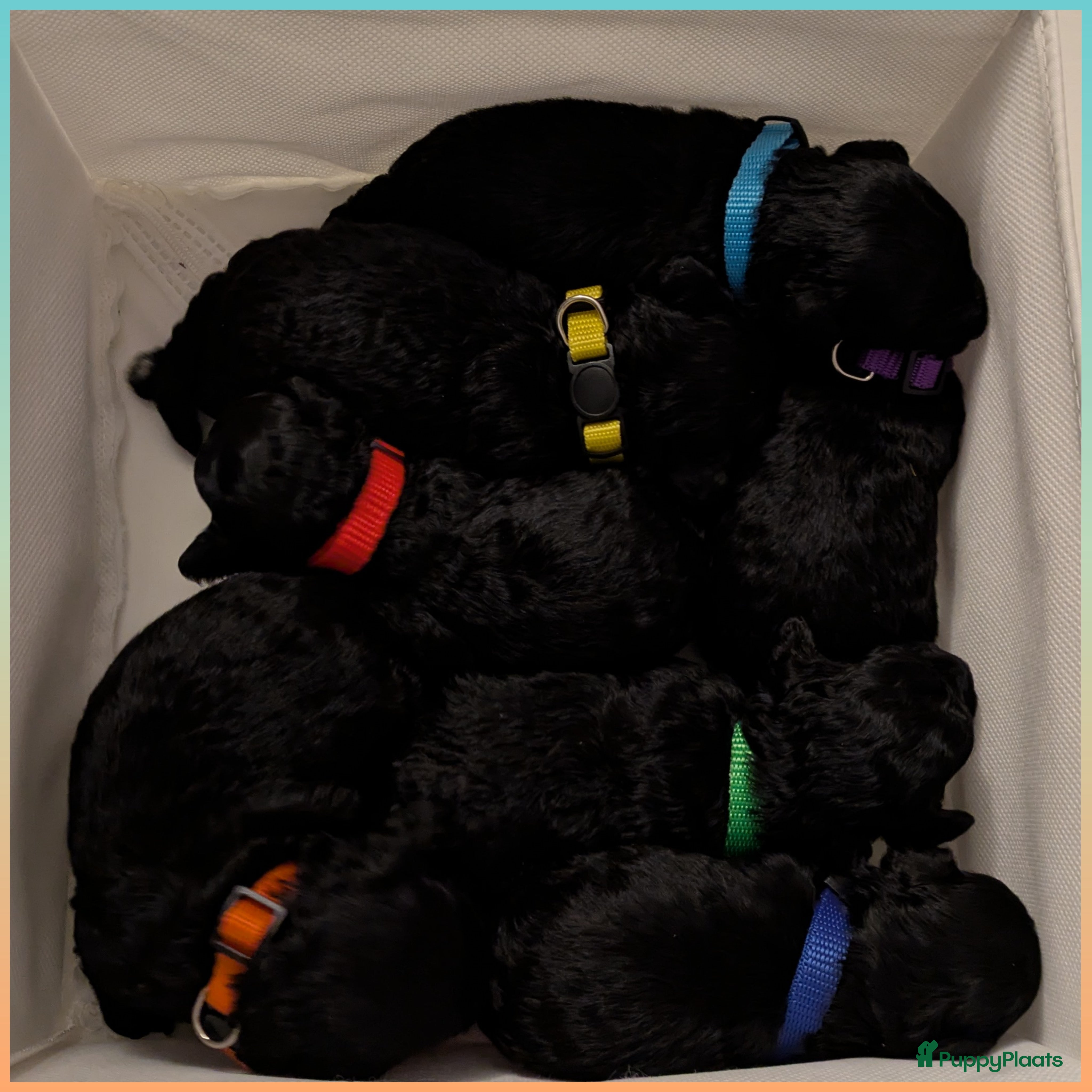 Maltipoo honden Maltipoo F1b blackies geboren 😅 🥰 !  - Advertentie 15