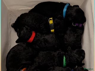 Maltipoo honden Maltipoo F1b blackies geboren 😅 🥰 ! - Advertentie 3