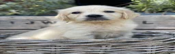 Golden Retriever honden te koop: Golden retriever pups - Advertentie 4