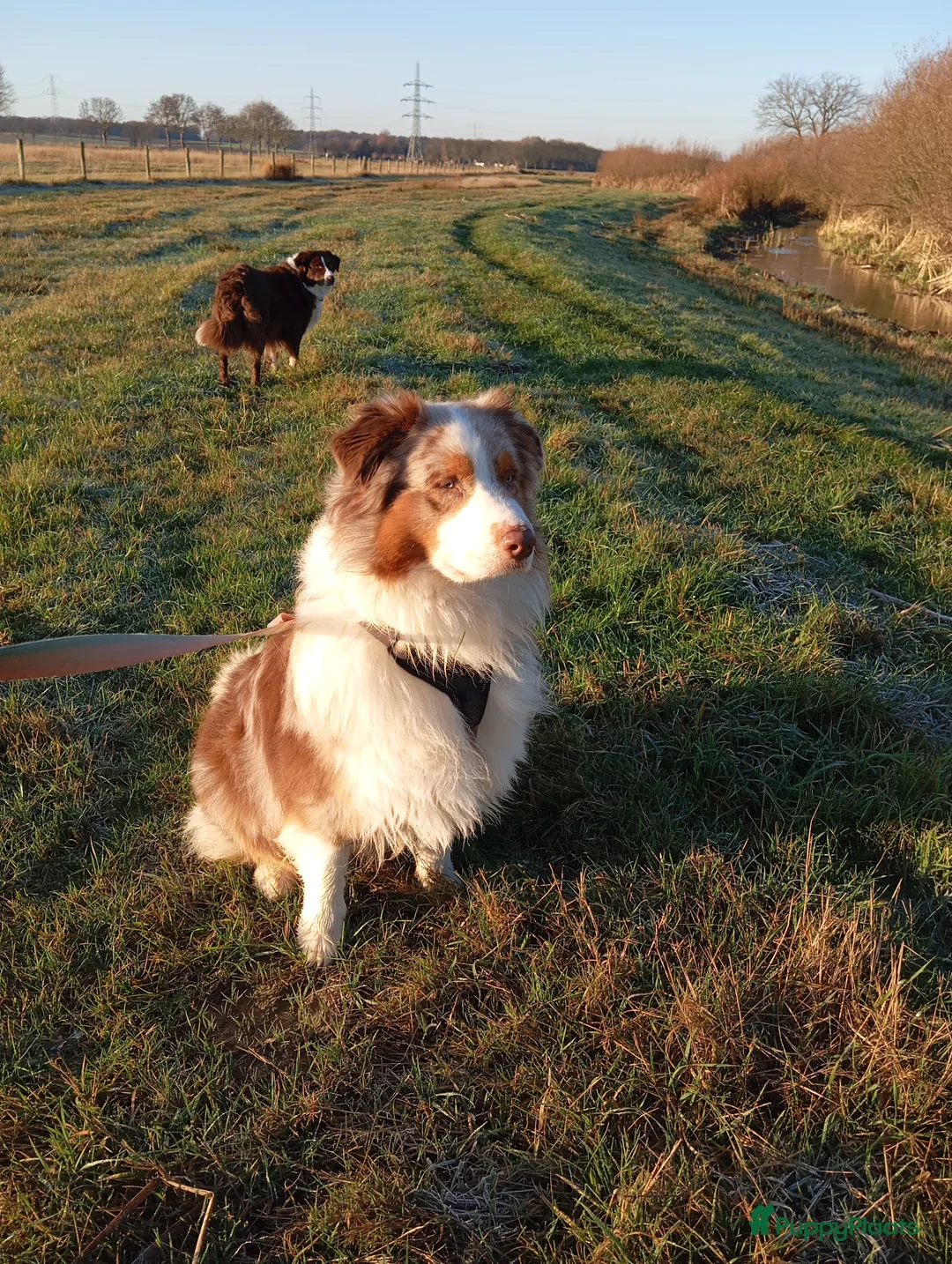 Australian Shepherd honden te koop: 10 prachtige Australische herder pups! - Advertentie 3