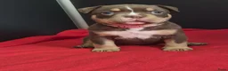 Amerikaanse Bully honden te koop: amerikaanse pocket bully's - Advertentie 30