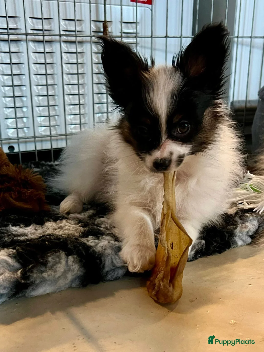 Vlinderhondje honden te koop: Papillon (vlinderhondjes) met FCI stamboom - Advertentie 9