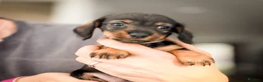 Ruwhaar Teckel 5