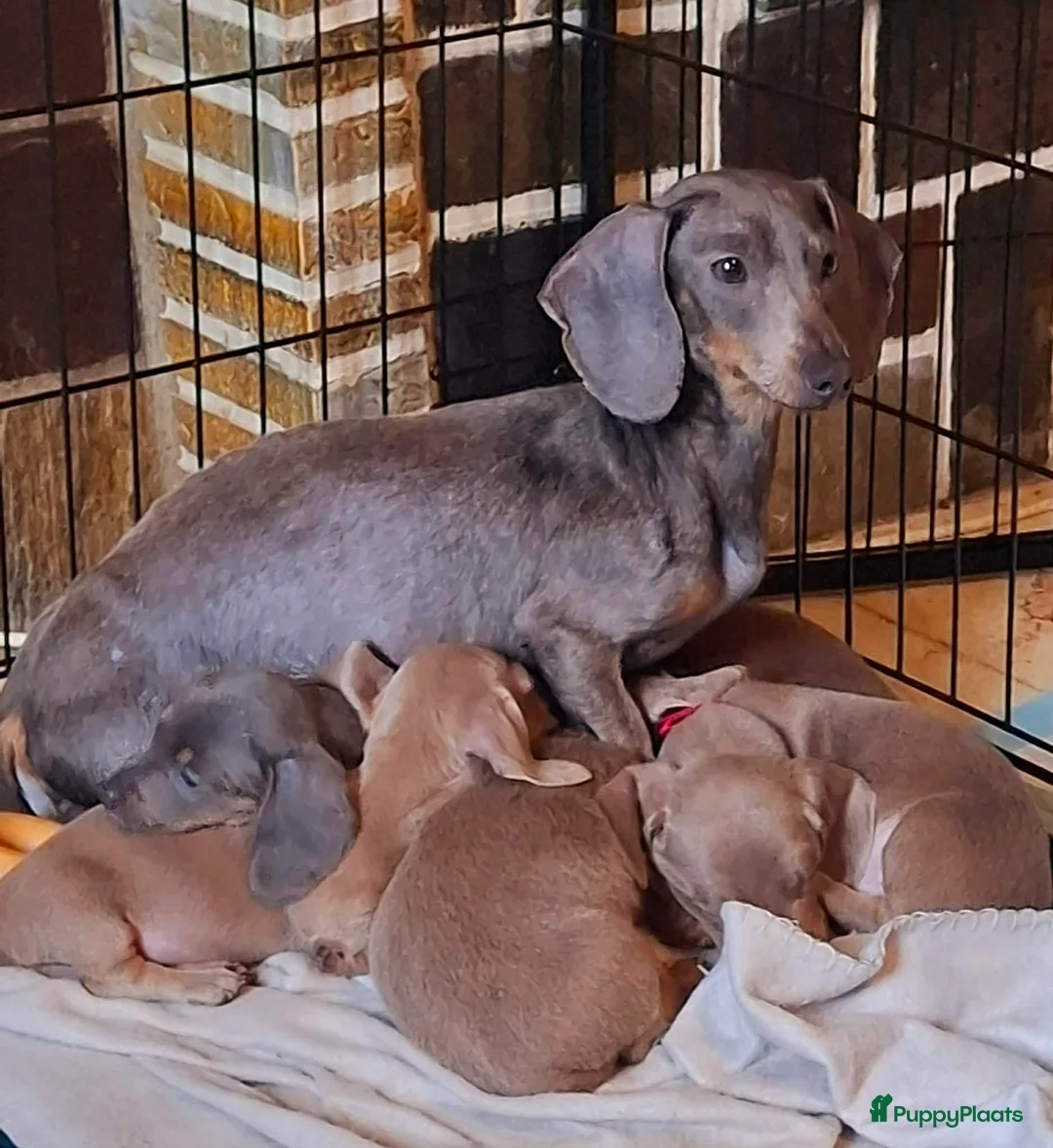 Teckel (korthaar)  honden te koop: Mooie sociale dwergteckel pups - Advertentie 5