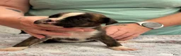 Boxer honden te koop: Mooie boxer pups in Baarle-Nassau - Advertentie 15