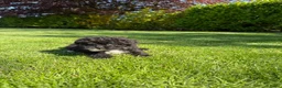 Maltipoo honden te koop: Maltipoo (Maltezer x Poedel) pups - Advertentie 24