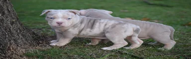 Amerikaanse Bully Puppy 4