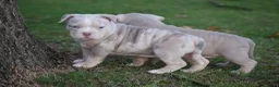 Amerikaanse Bully honden te koop: American bully pocket pups - Advertentie 10