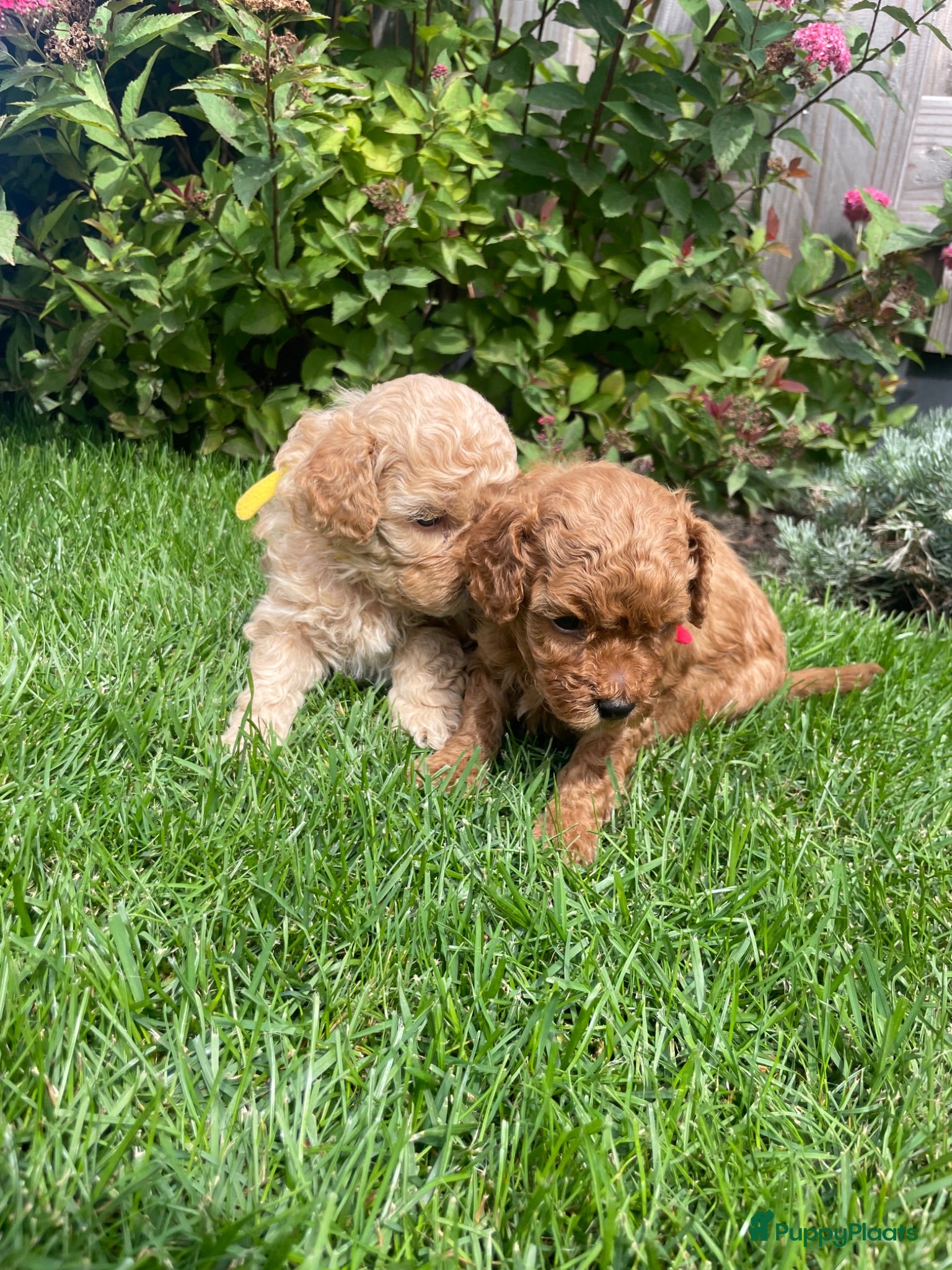 Maltipoo honden 2 Prachtige reutjes - Advertentie 4