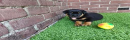 Rottweiler honden te koop: 8 Rottweiler pups. - Advertentie 19