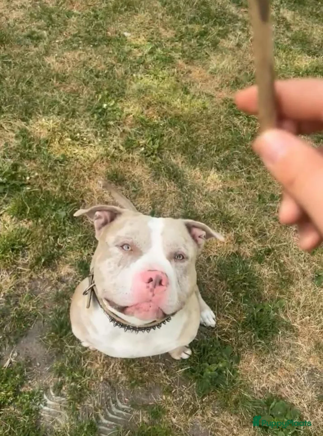 Amerikaanse Bully honden ter dekking: Amerikaanse bully standard dekreu - Advertentie 4