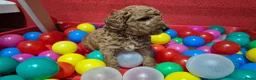 Cockapoo honden te koop: Cockapoo pupjes uit geteste ouders - Advertentie 20