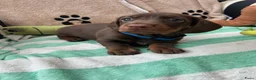 Teckel (korthaar)  honden te koop:  Prachtige standaard korthaar teckels pups  - Advertentie 13