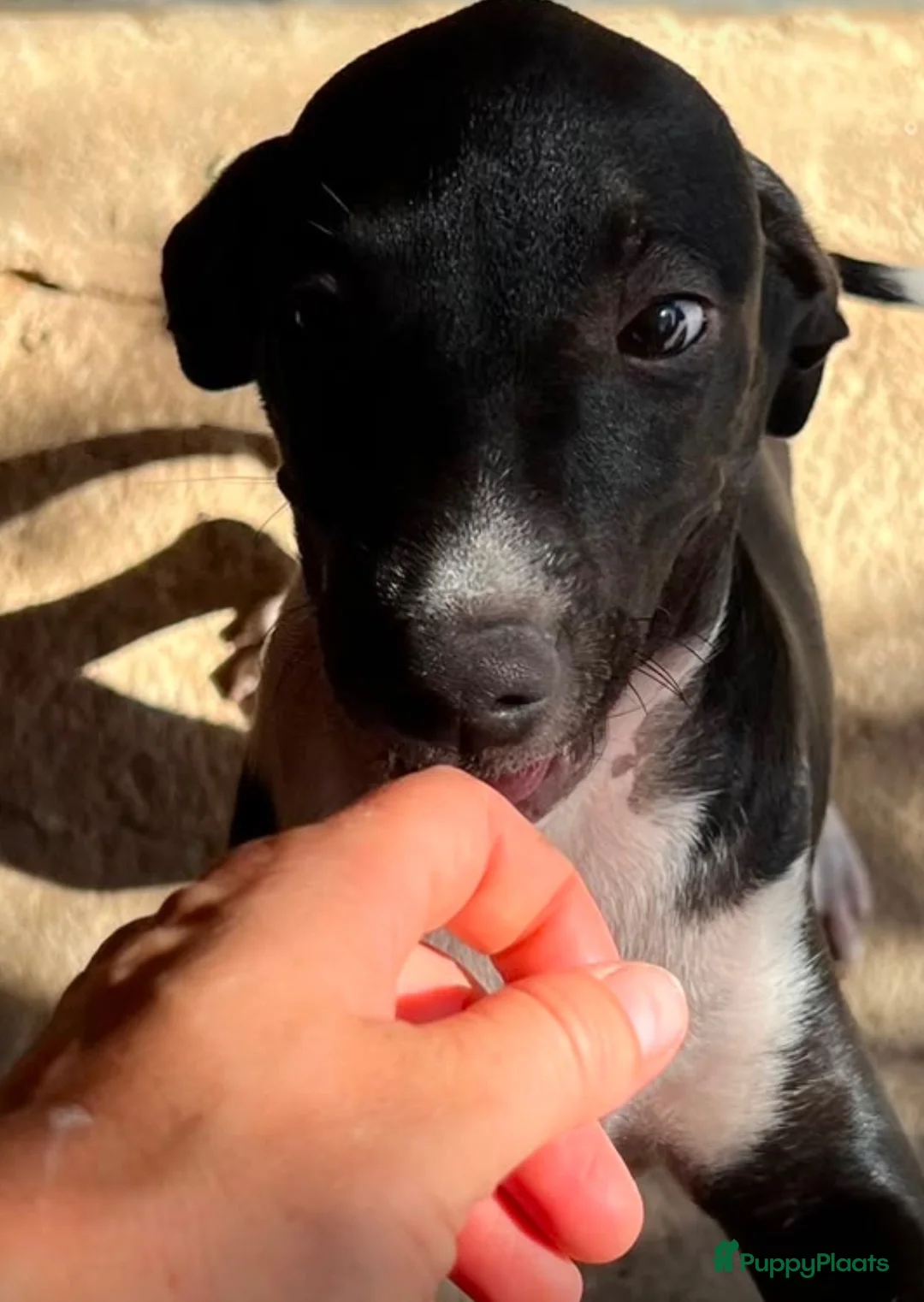 Kruising honden ter adoptie: Babina zoekt een gouden mandje  - Advertentie 3