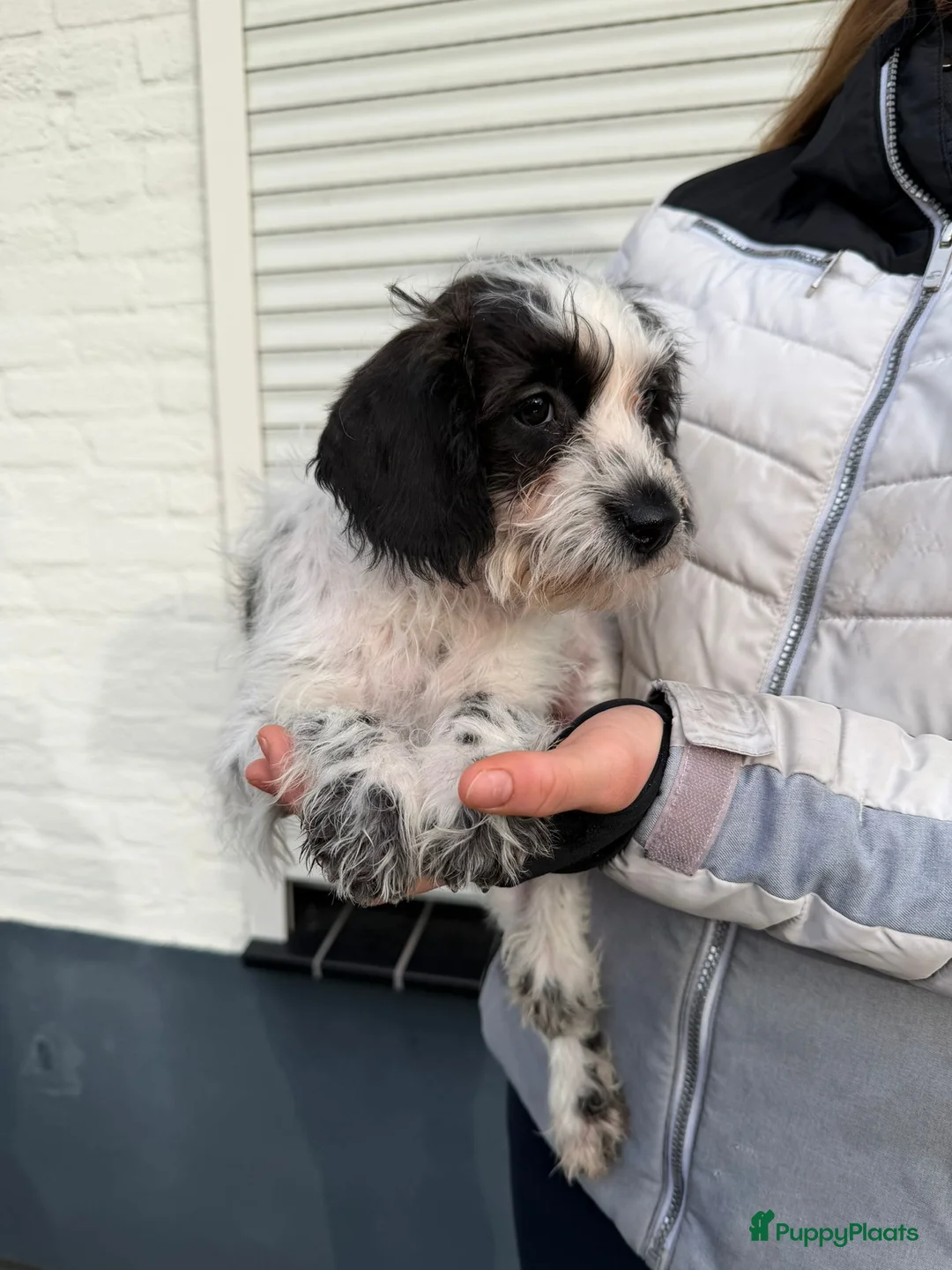 Maltipoo honden te koop: Nog 2 maltipoo reutjes beschikbaar  - Advertentie 8