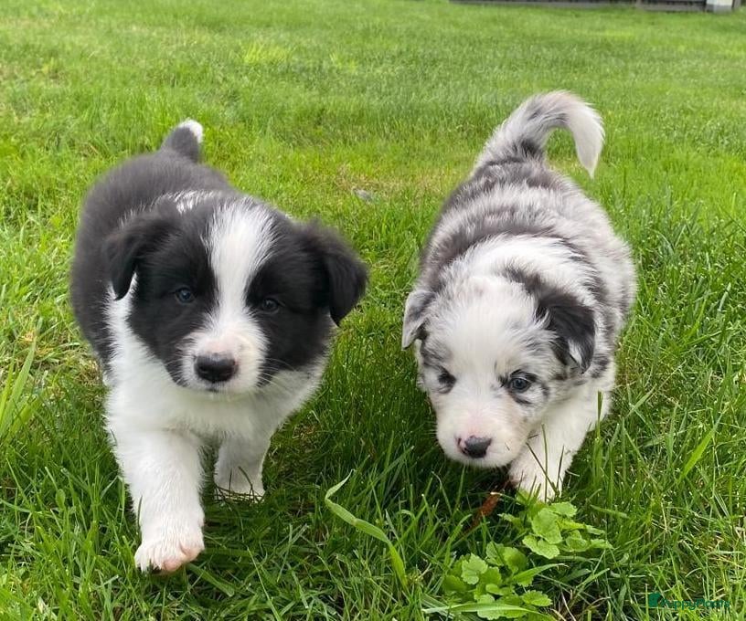 Border Collie honden te koop: Border Collie pups - Advertentie 5