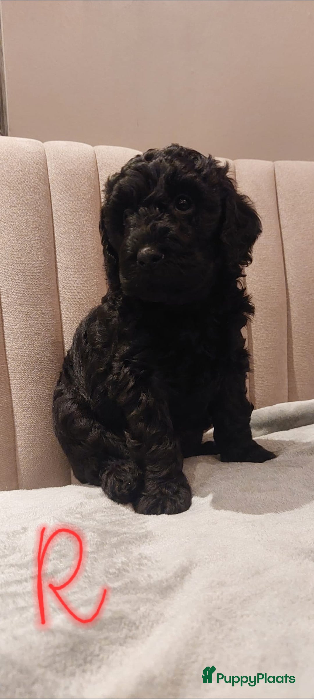 Labradoodle honden te koop: Prachtig nestje mini labradoodles te koop - Advertentie 9