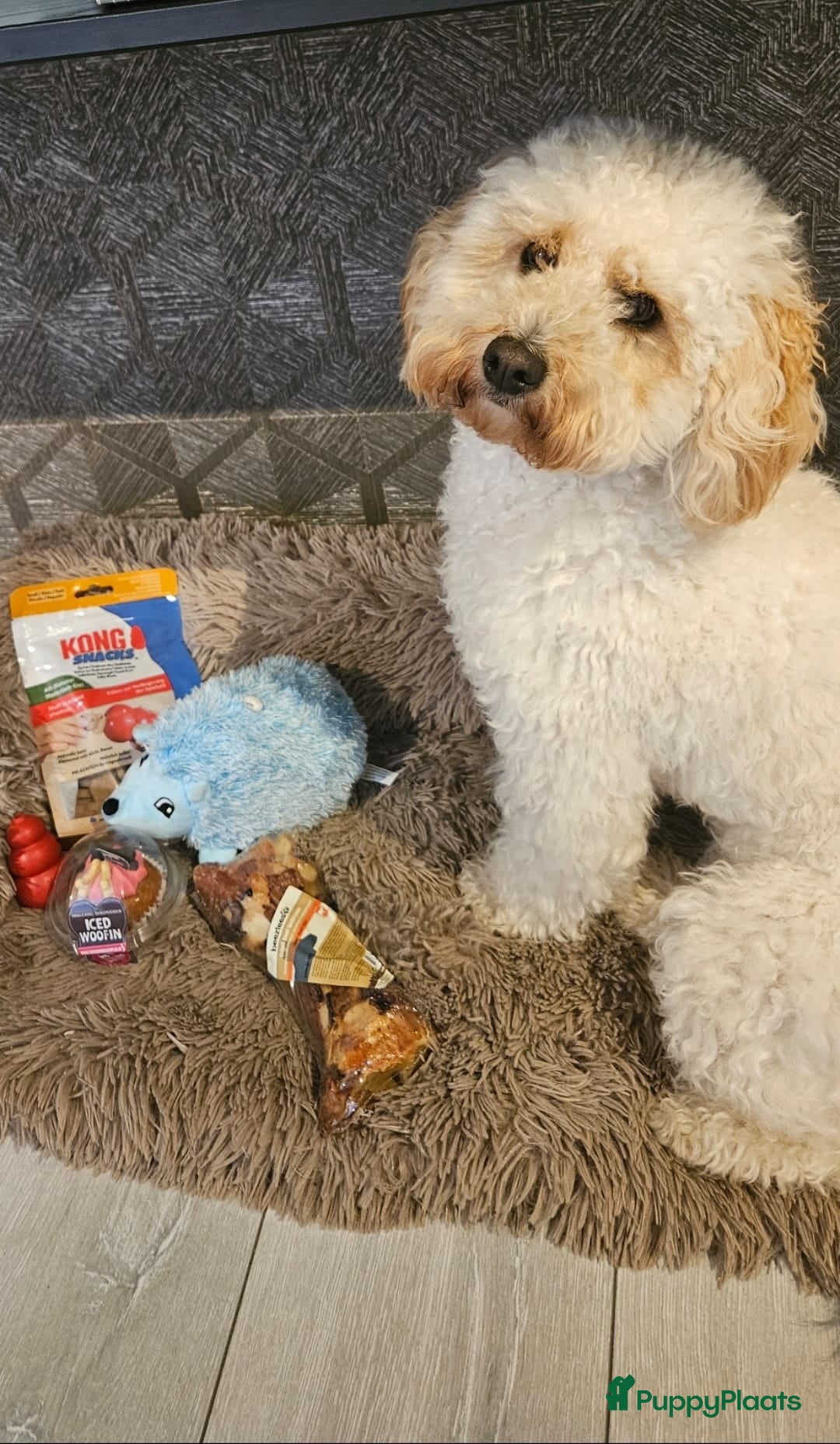 Labradoodle honden te koop: Mini Labradoodle pups. ALLEMAAL GERESERVEERD  - Advertentie 3