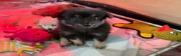 Kruising honden te koop: Pomchi x keeshond puppy’s  - Advertentie 7