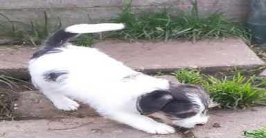 Jack Russel Terriër honden - Advertentie 10